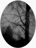 Eerie Tree