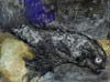 Fish Stargaze mixed media & collage
